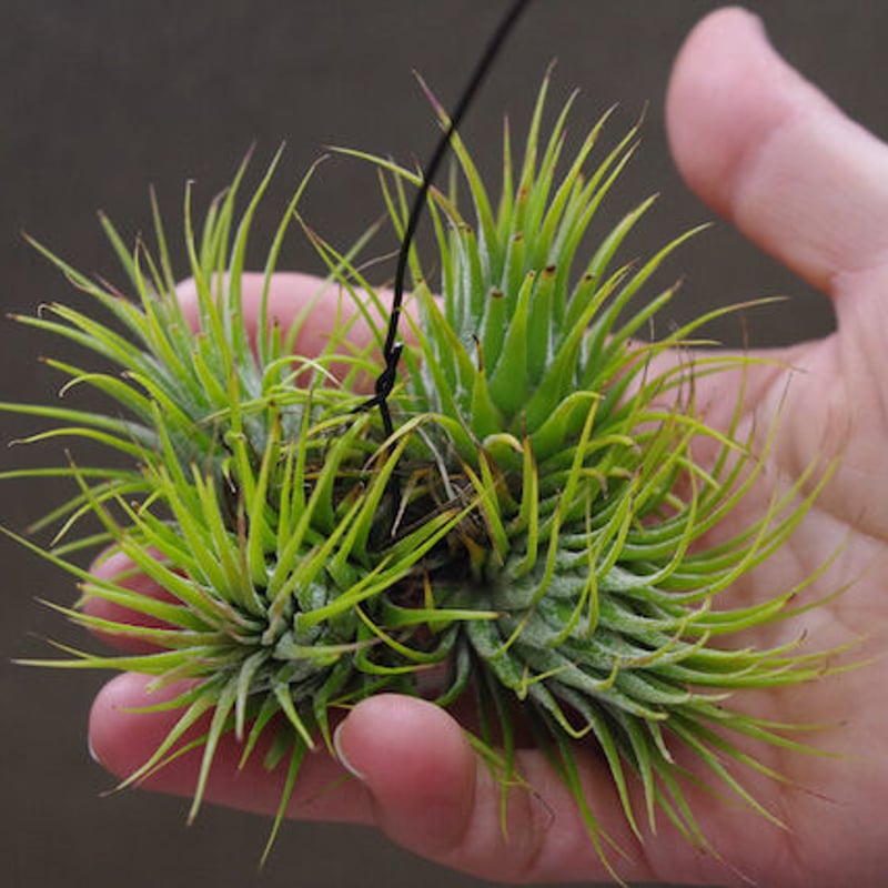 イオナンタ ストリクタ クランプ | air-plants TENGU-DO