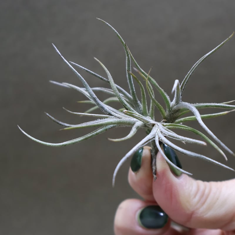 バンデンシス 12号 | air-plants TENGU-DO