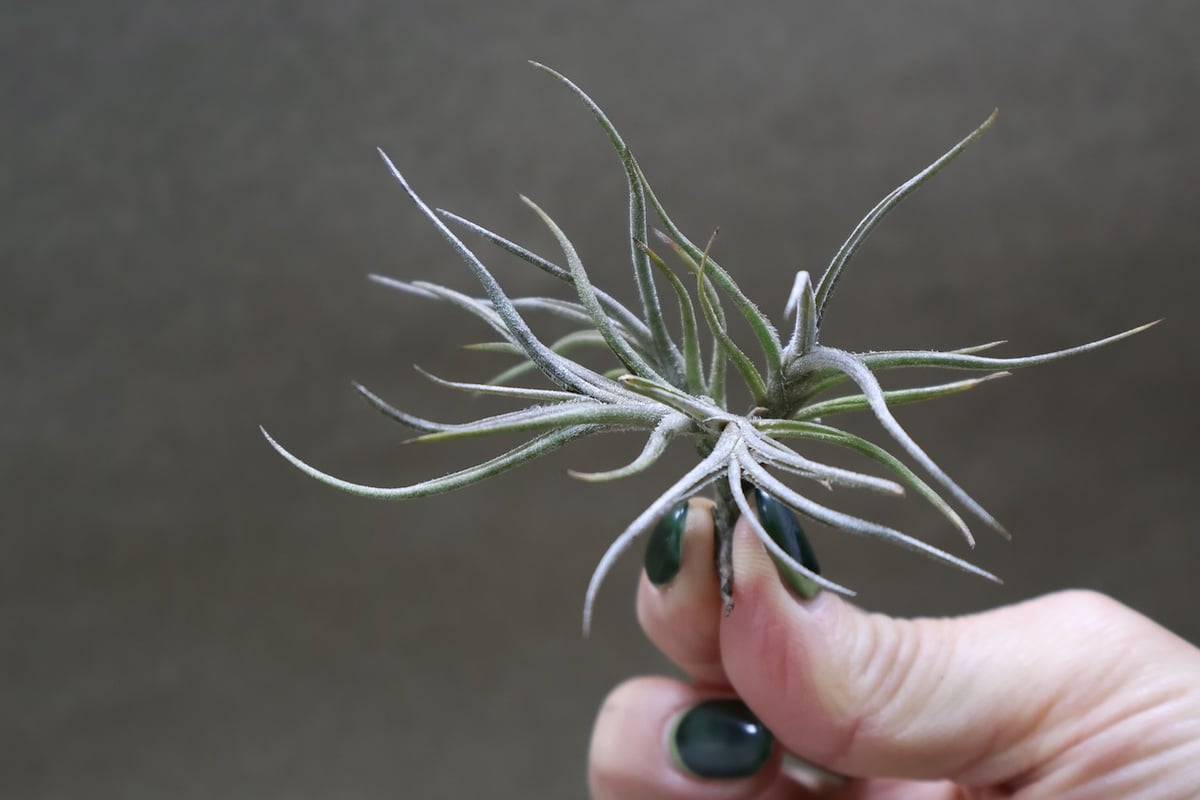 バンデンシス 12号 | air-plants TENGU-DO