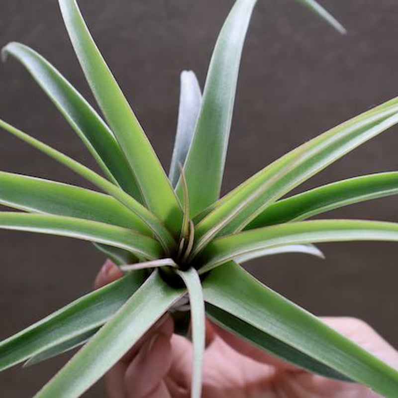 レディ ( コンコロール X ストレプトフィラ ) 06号 | air-plants レディ ( コンコロール X ストレプトフィラ ) 06号 | air-plants