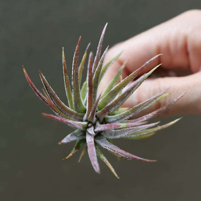 イオナンタ トールベルベット 03号 | air-plants TENGU-DO