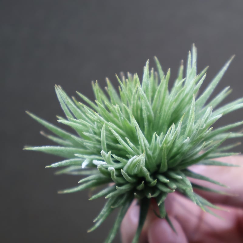 イオナンタ モンストローサ 17号 | air-plants TENGU-DO