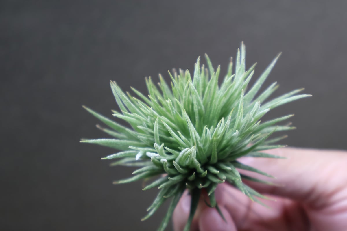 2点セット、イオナンタモンストローサ&スプレンゲリアナ(tillandsia) 2点セット、イオナンタモンストローサ&スプレンゲリアナ(tillandsia) 2