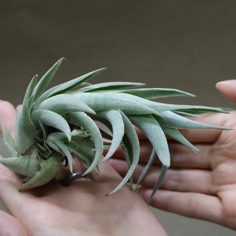エディシアエ 68号 | air-plants TENGU-DO