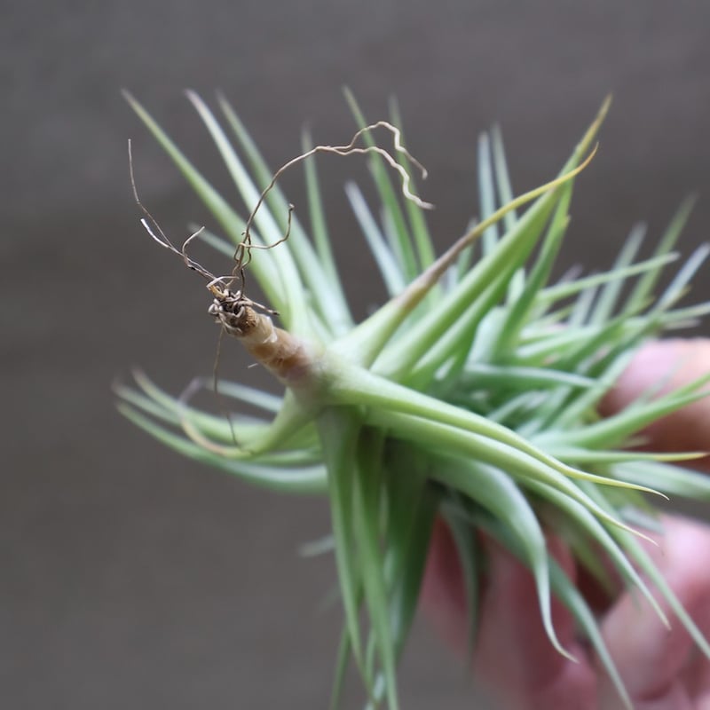 アエラントス グリーンジェム クランプ 17号 | air-plants TENGU-DO