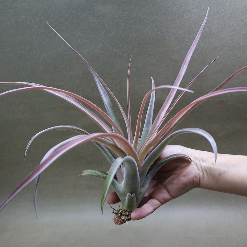 カピタータ×ストレプトフィラ Mサイズ 16号 | air-plants TENGU-DO