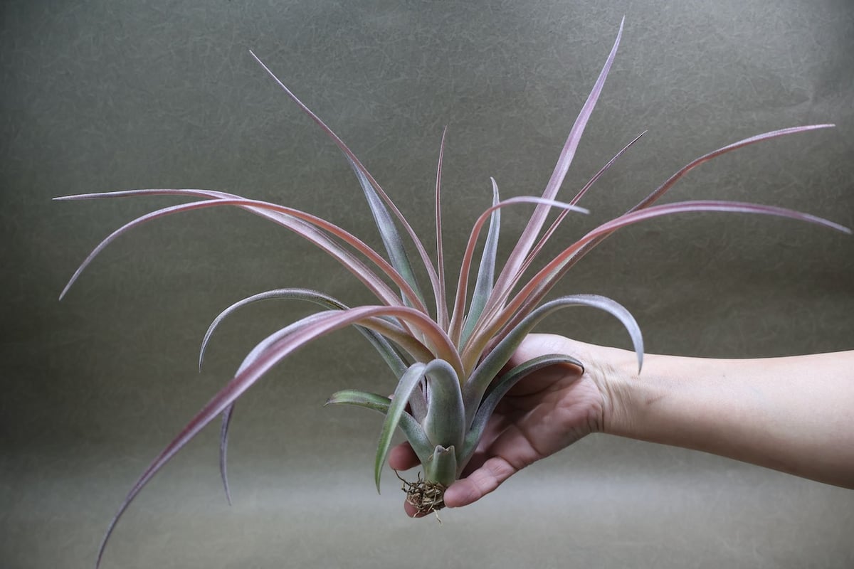 カピタータ×ストレプトフィラ Mサイズ 16号 | air-plants TENGU-DO