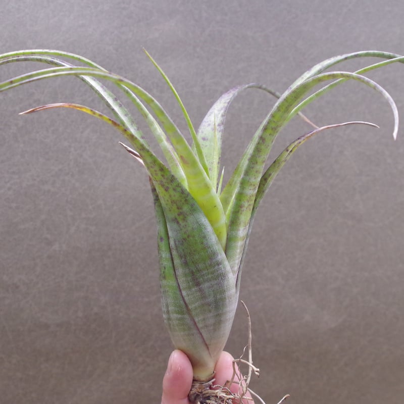 フレクスオーサ ツイスティッドフォーム 28号 | air-plants TENGU-DO