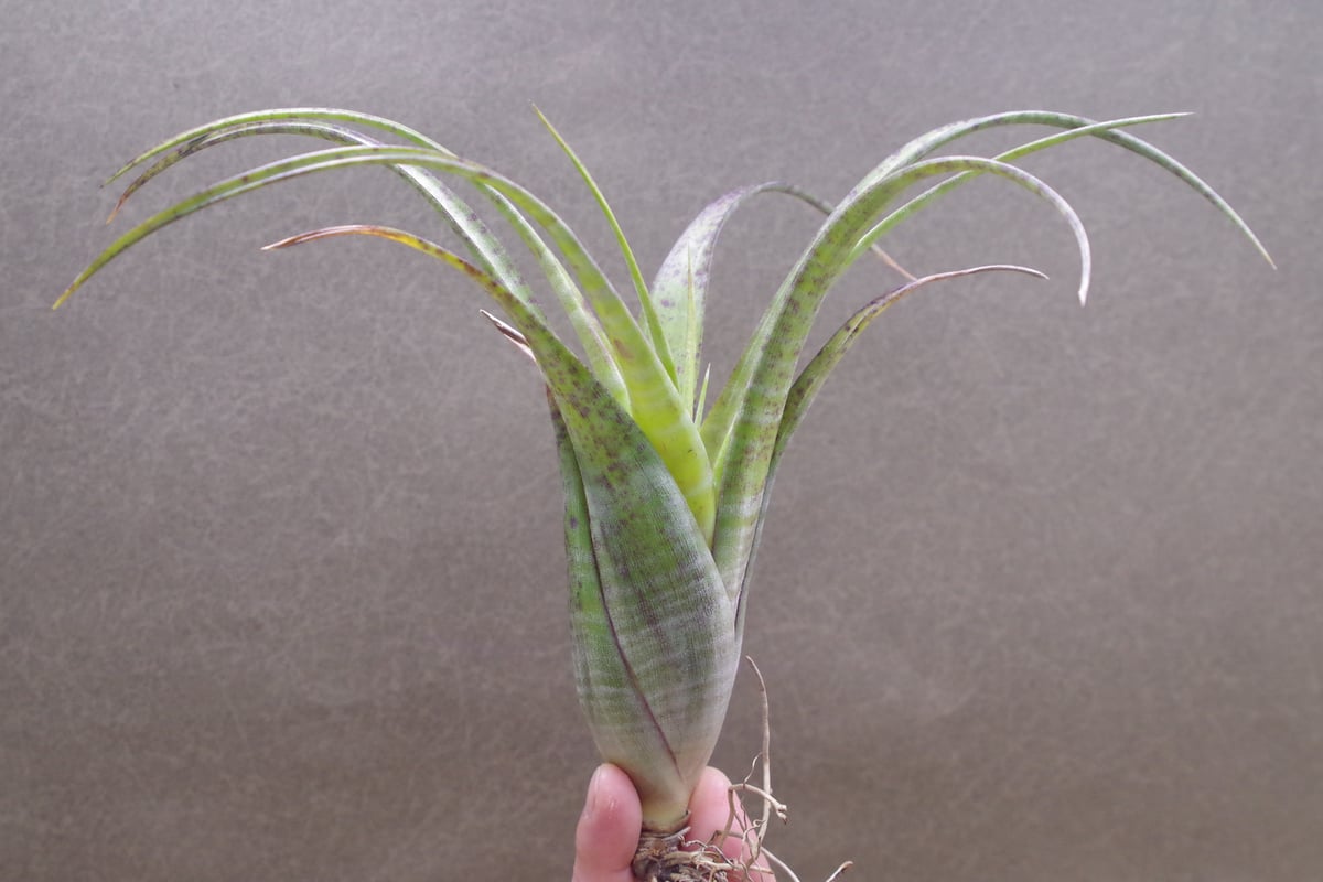 フレクスオーサ ツイスティッドフォーム 28号 | air-plants TENGU-DO