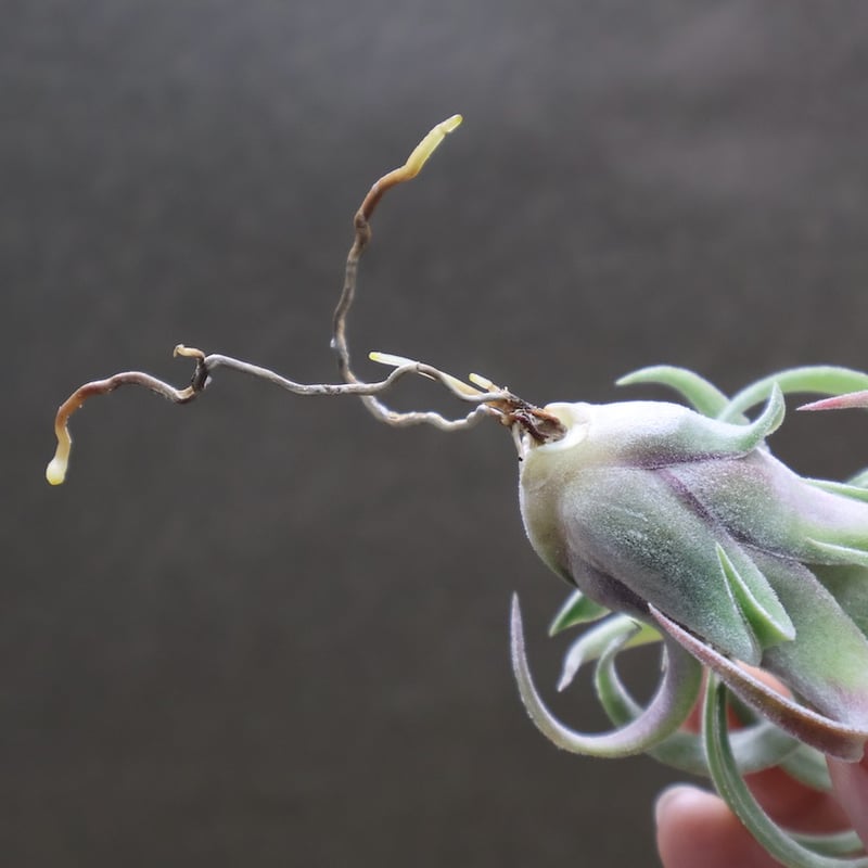 イオナンタ カーリーリーフ × ストレプトフィラ 03号 | air-plants