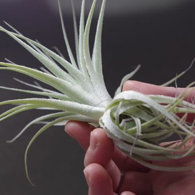 ガルドネリ | air-plants TENGU-DO