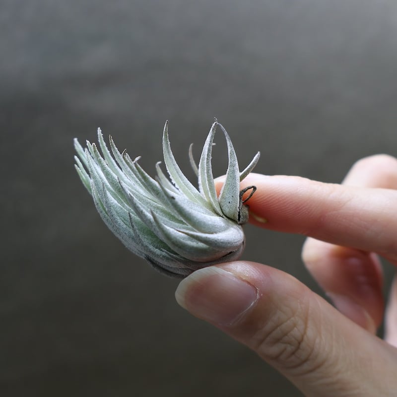 ピアウイエンシス 06号 | air-plants TENGU-DO