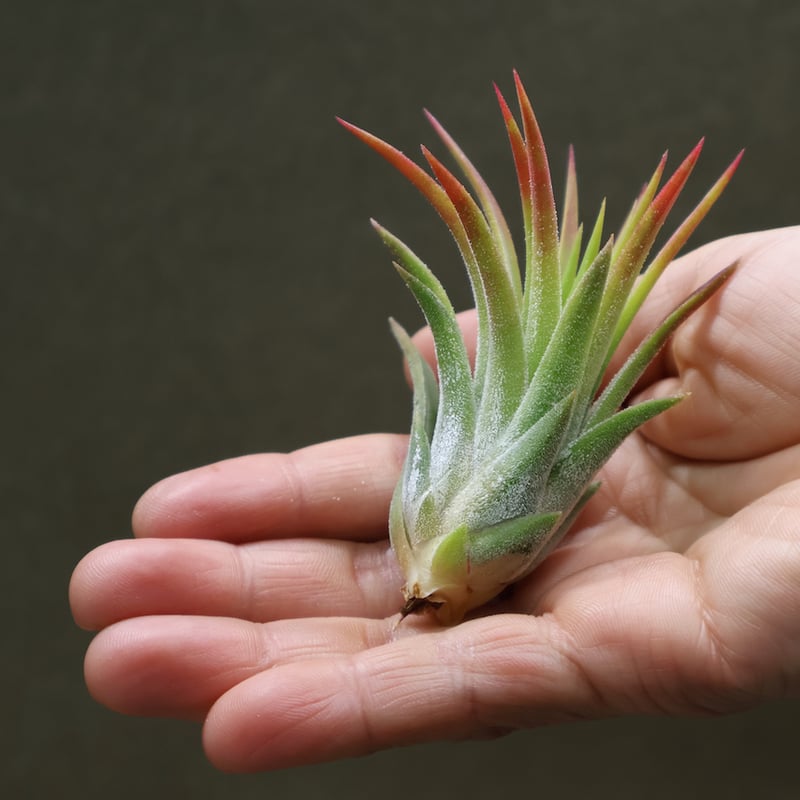 Tillandsia ionantha Fuego Totem Pole 速達
