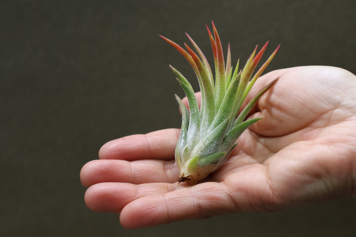 マヤントーテムポール Sサイズ06号 | air-plants TENGU-DO