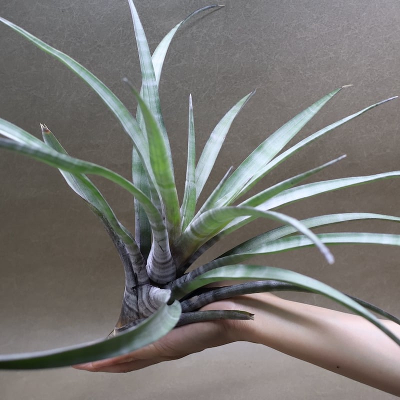ヒルタ Tillandsia ヒルダエ Lサイズ 08号 | air-plants TENGU-DO