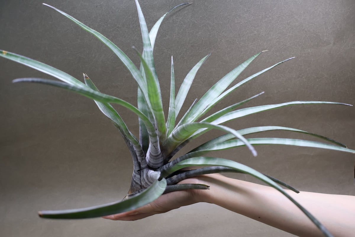 ヒルタ Tillandsia ヒルダエ Lサイズ 08号 | air-plants TENGU-DO