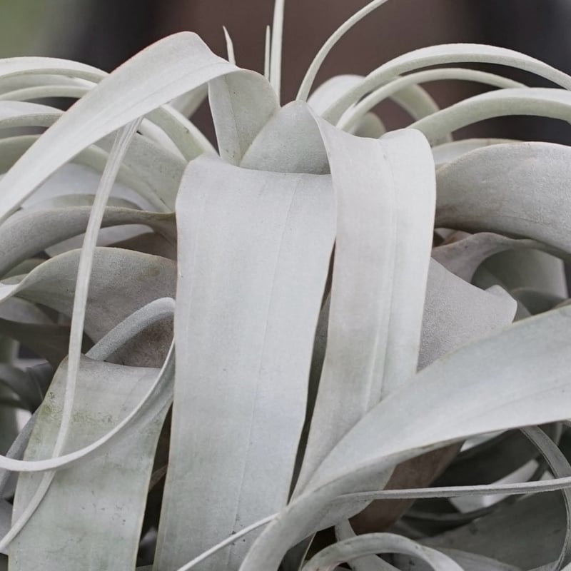 スタッフ特選】キセログラフィカ ロングリーフ B号 | air-plants