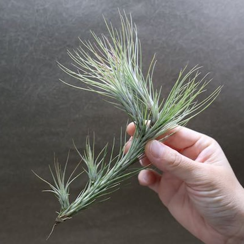 フンキアナ クランプ 27号 | air-plants TENGU-DO