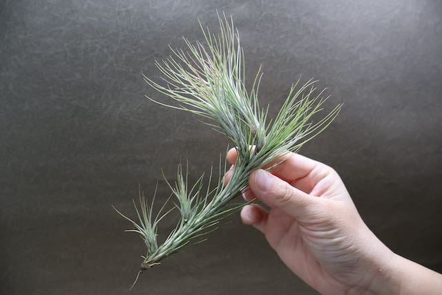 購入不可 チランジア カルビンスキアーナ(クランプ) 初入荷❗ シーディアナ クランプ 05号 | air-plants TENGU-DO