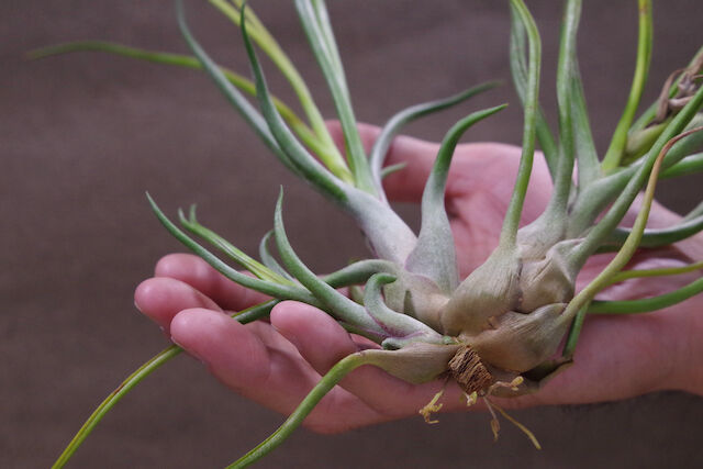 s*i様 チランジアハイブリッド ブルボーサ ハイブリッド 01号 | air-plants TENGU-DO