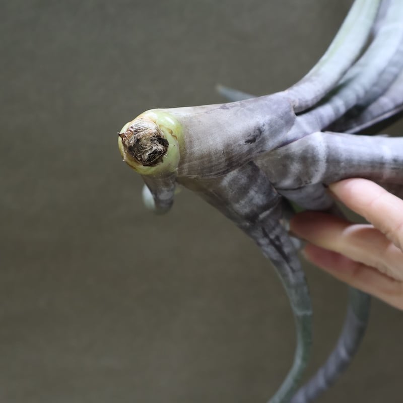 ヒルダエ 57号 | air-plants TENGU-DO