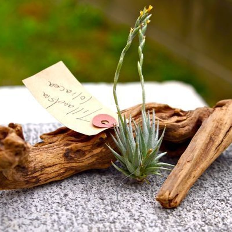 ロリアセア | air-plants TENGU-DO