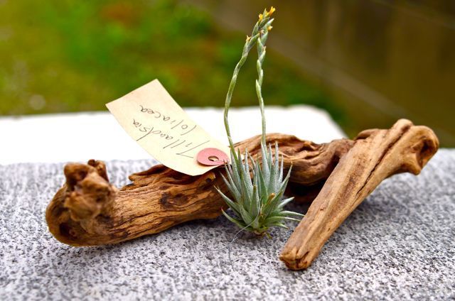 み*ん様 Tillandsia loliacea (ロリアセア) fit=scale-down,w=1200