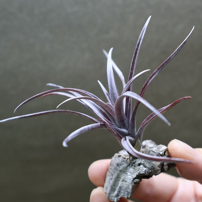 カピタータ ドミンゲンシス 47号 | air-plants TENGU-DO