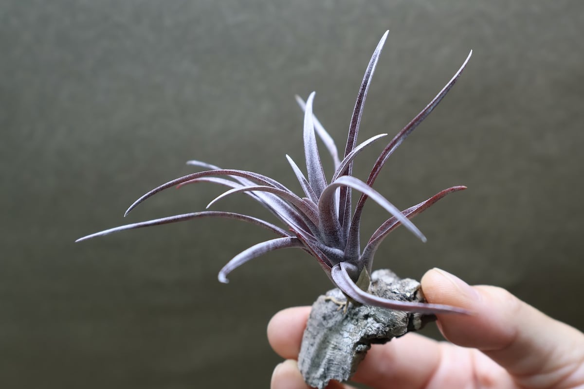 超希少❗️カピタータ　ドミンゲンシス✨ カピタータ ドミンゲンシス 47号 | air-plants TENGU-DO