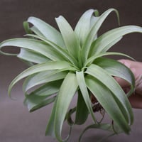 ティランジア　マイスイートローズ fit=scale-down,w=1200