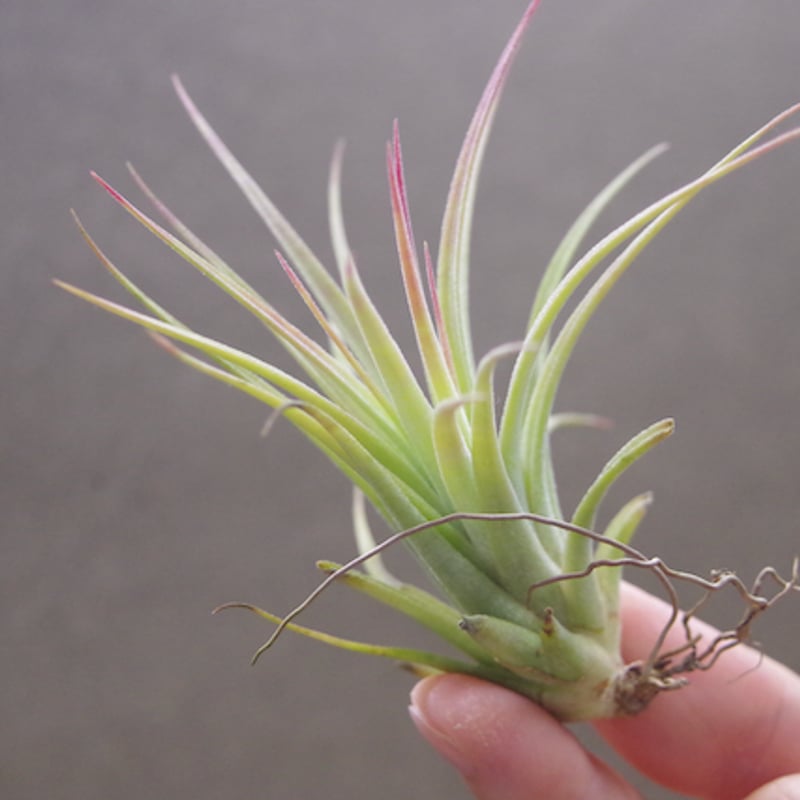 イオナンタ ファットボーイ Sサイズ20号 | air-plants TENGU-DO