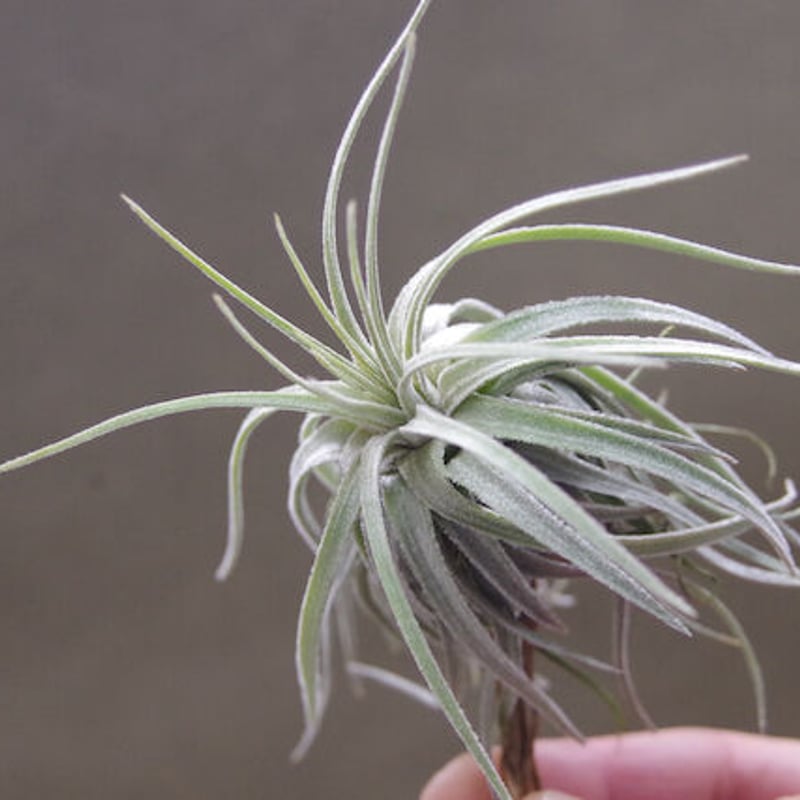 モーリアナ 20号 | air-plants TENGU-DO
