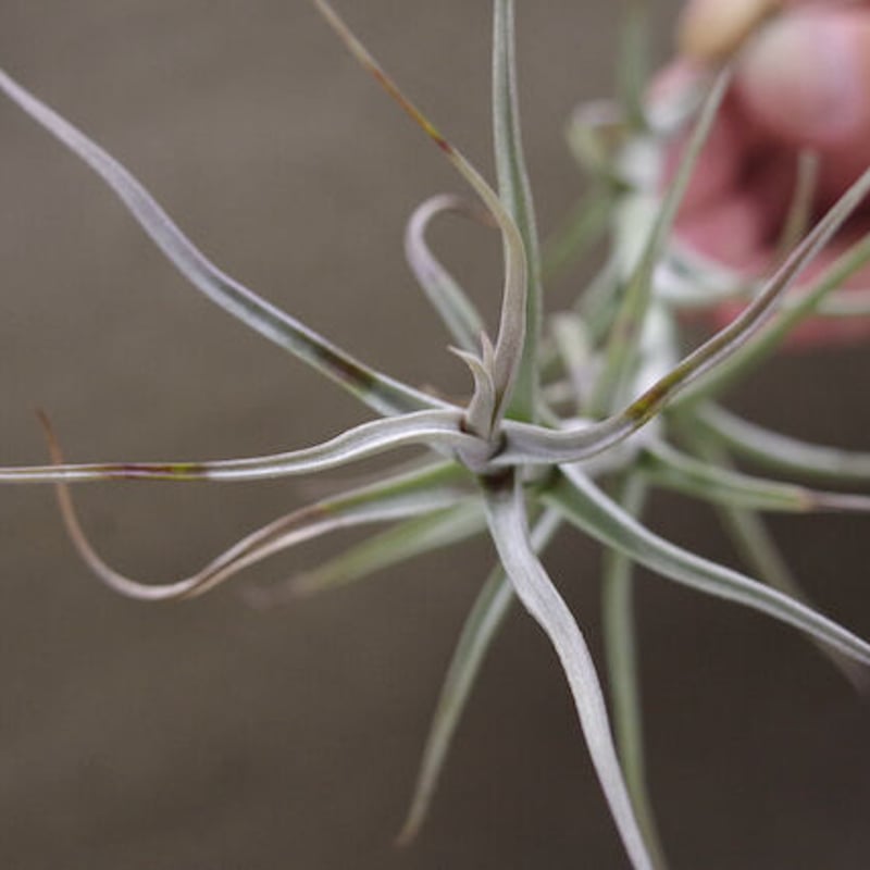 ディアギテンシス 06号 | air-plants TENGU-DO