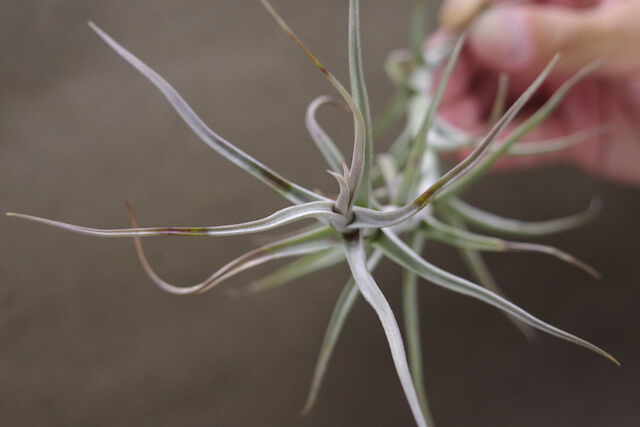 Lemon＊】ティランジア実生株 3点 Lemon＊】ティランジア実生株 3点