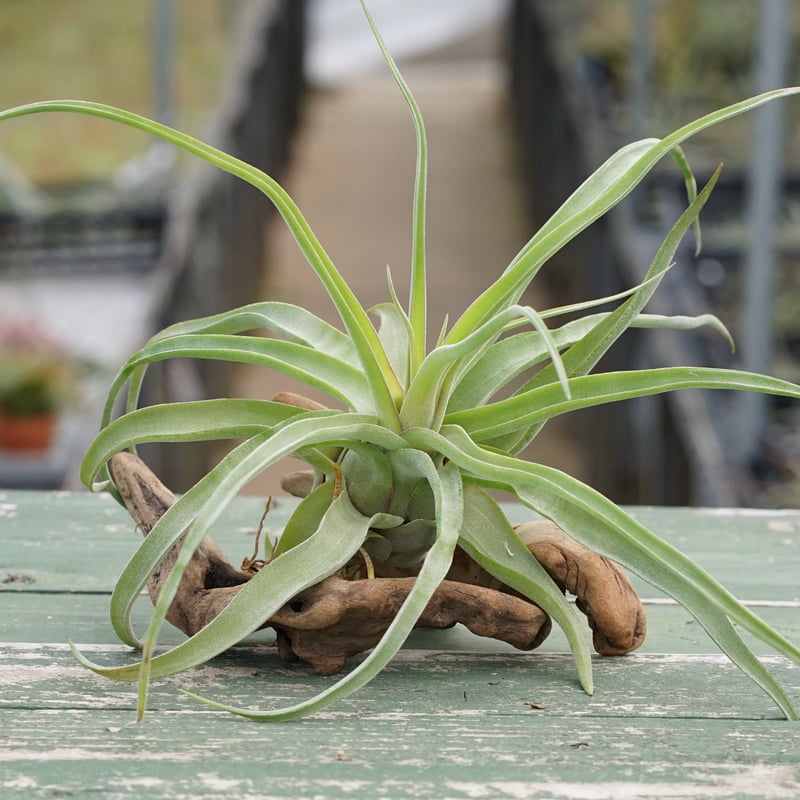 スタッフ特選】ストレプトフィラ 子株大株 S号 | air-plants TENGU-DO