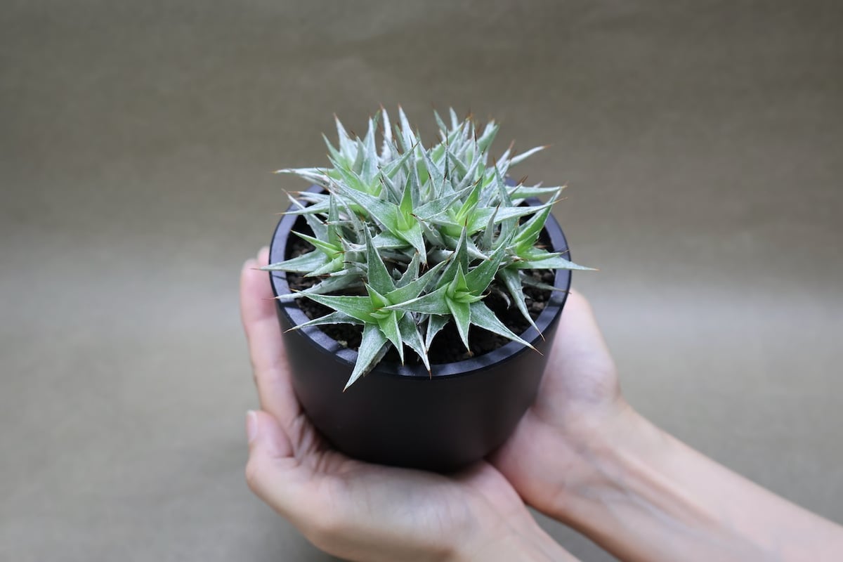 デウテロコニア ローレンツィアナ 18号 (Macata Bowl Long size5) デウテロコニア ローレンツィアナ 18号 (Macata Bowl Long size5)