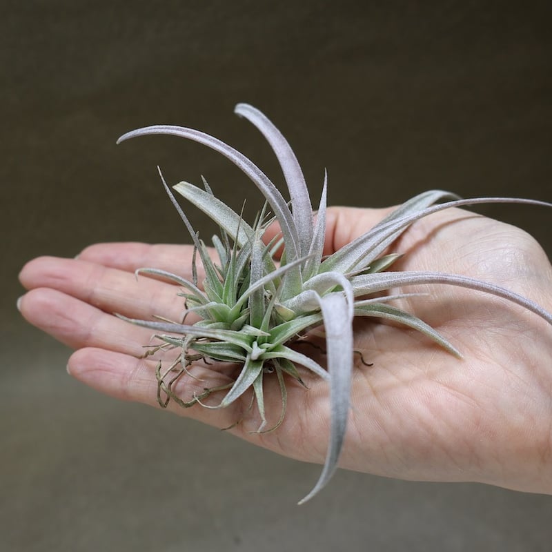 チアペンシス ギガンテスコ 23号 | air-plants TENGU-DO
