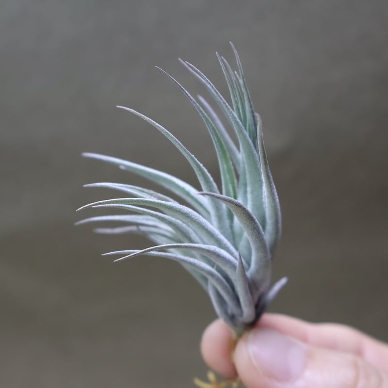 カルミネア 21号 | air-plants TENGU-DO