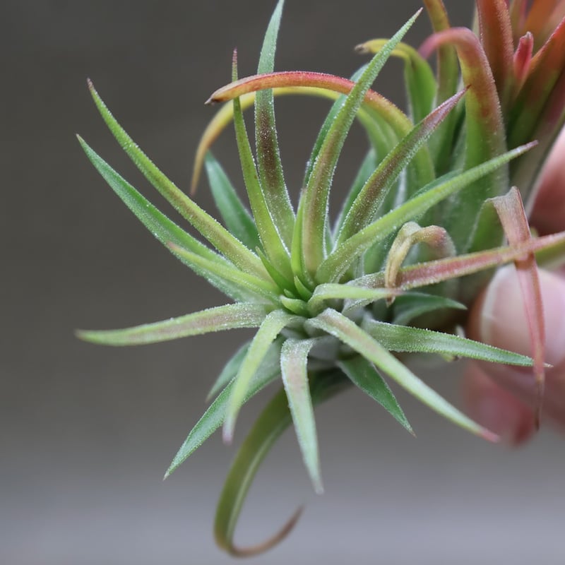 イオナンタ ヴァリエガータ 10号 | air-plants TENGU-DO