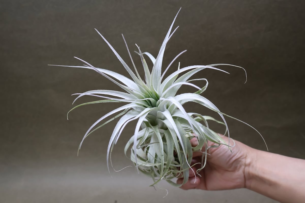 ティランジア・チャペウエンシスvarチュリフォルミス チャペウエンシス チュリフォルミス 03号 | air-plants TENGU-DO
