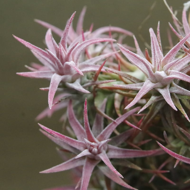 イオナンタ バンハイニンギー クランプ 08号 | air-plants TENGU-DO