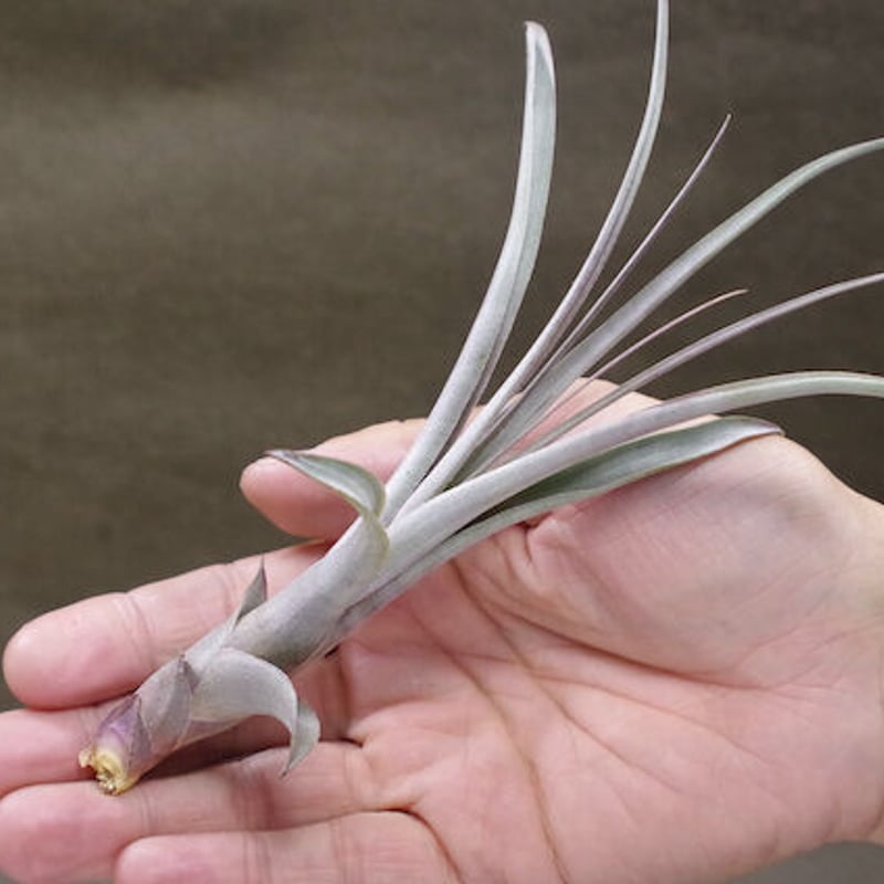 【みぃこどん】Tillandsia 4点セット チランジア ／ 入門5点セット Hタイプ (Tillandsia H-type