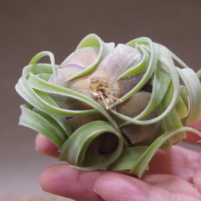 ストレプトフィラ Sサイズ 14-16号 | air-plants TENGU-DO