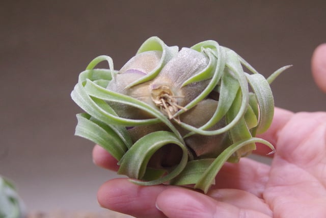 ストレプトフィラ Sサイズ 14-16号 | air-plants TENGU-DO