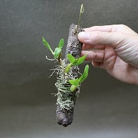 ディネマ ポリブルボン 02号