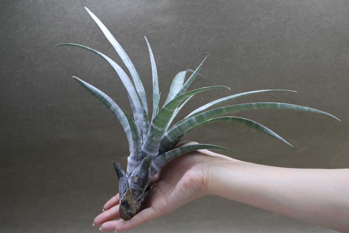 ヒルダエ 52号 | air-plants TENGU-DO