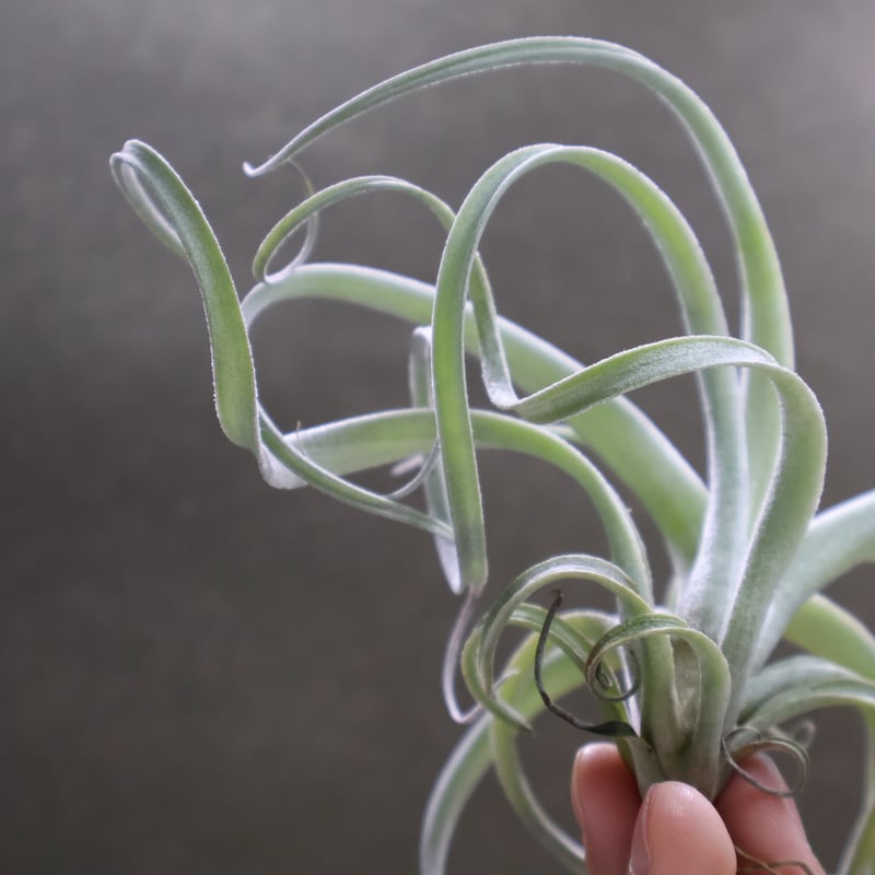 【なお】チランジア　チアペンシス　ジャイアント エクセルタ × チアペンシス ジャイアント 04号 | air-plants