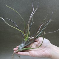 イオナンタ アルボマージナータ 48号 | air-plants TENGU-DO