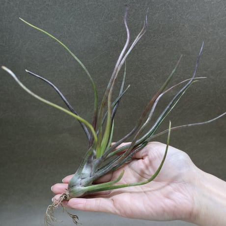 ティランジア | STORES