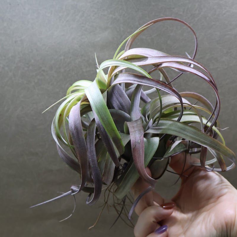 ラブノット（カピタータ×ストレプトフィラ）71号 | air-plants TENGU-DO